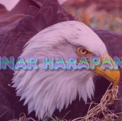 Tragis Akhir Kisah Elang Botak yang Mengerami Batu